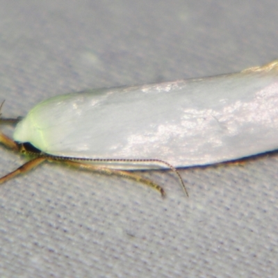 Xylorycta (genus) (A concealer moth) at Sheldon, QLD - 14 Sep 2007 by PJH123