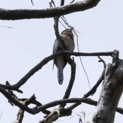 Cacomantis flabelliformis (Fan-tailed Cuckoo) at ANBG - 10 Oct 2023 by AlisonMilton