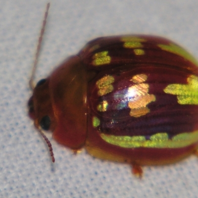 Unidentified Leaf beetle (Chrysomelidae) at Sheldon, QLD - 14 Sep 2007 by PJH123