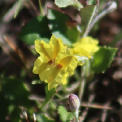 Goodenia hederacea subsp. hederacea (Ivy Goodenia, Forest Goodenia) at Gundaroo, NSW - 11 Oct 2023 by Gunyijan