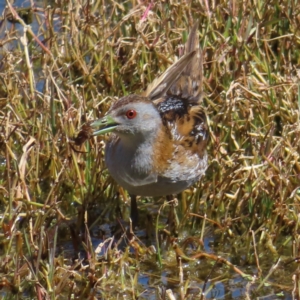 Zapornia pusilla at Fyshwick, ACT - 11 Oct 2023