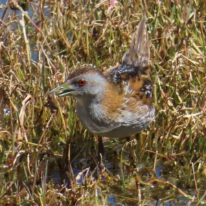 Zapornia pusilla at Fyshwick, ACT - 11 Oct 2023