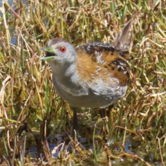 Zapornia pusilla at Fyshwick, ACT - 11 Oct 2023