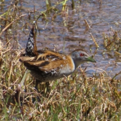 Zapornia pusilla at Fyshwick, ACT - 11 Oct 2023