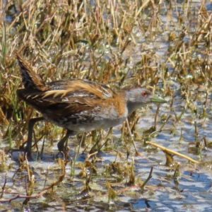 Zapornia pusilla at Fyshwick, ACT - 11 Oct 2023