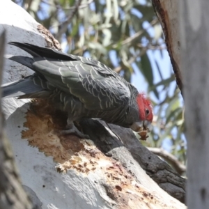 Callocephalon fimbriatum at Canberra Central, ACT - suppressed