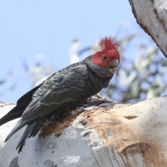 Callocephalon fimbriatum at Canberra Central, ACT - 10 Oct 2023