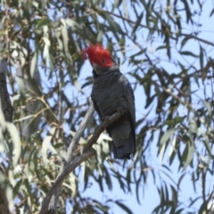 Callocephalon fimbriatum at Canberra Central, ACT - suppressed