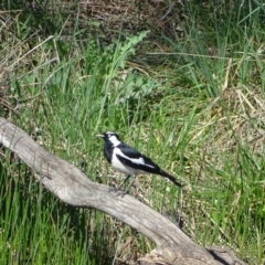 Grallina cyanoleuca (Magpie-lark) at Isaacs Ridge Offset Area - 8 Oct 2023 by Mike