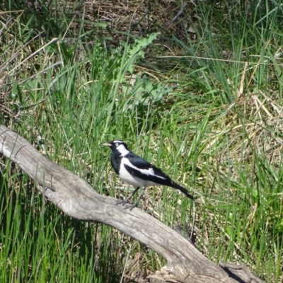 Grallina cyanoleuca (Magpie-lark) at Isaacs Ridge Offset Area - 8 Oct 2023 by Mike