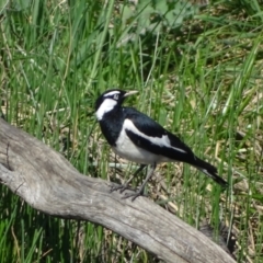 Grallina cyanoleuca at Jerrabomberra, ACT - 8 Oct 2023