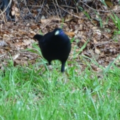 Ptilonorhynchus violaceus (Satin Bowerbird) at Isaacs, ACT - 10 Oct 2023 by Mike