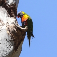 Trichoglossus moluccanus (Rainbow Lorikeet) at Acton, ACT - 10 Oct 2023 by AlisonMilton