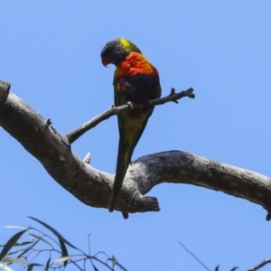 Trichoglossus moluccanus at Acton, ACT - 10 Oct 2023