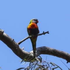 Trichoglossus moluccanus at Acton, ACT - 10 Oct 2023