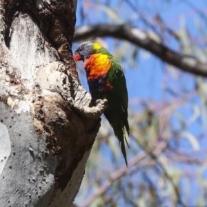 Trichoglossus moluccanus at Acton, ACT - 10 Oct 2023