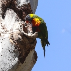 Trichoglossus moluccanus at Acton, ACT - 10 Oct 2023