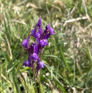 Linaria pelisseriana at Ainslie, ACT - 10 Oct 2023 10:26 AM