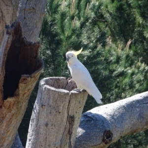 Cacatua galerita at Isaacs, ACT - 11 Oct 2023