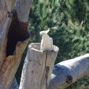 Cacatua galerita at Isaacs, ACT - 11 Oct 2023 02:34 PM