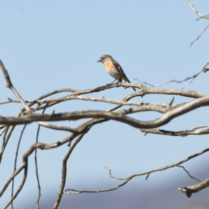 Petroica boodang at Rendezvous Creek, ACT - 11 Oct 2023 03:24 PM