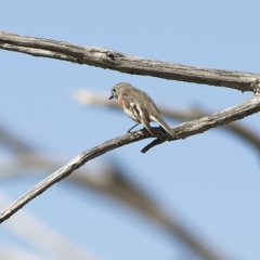 Petroica boodang at Rendezvous Creek, ACT - 11 Oct 2023 03:24 PM