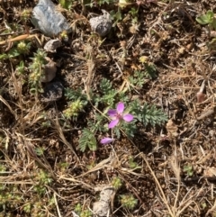 Erodium cicutarium (Common Storksbill, Common Crowfoot) at Campbell, ACT - 9 Oct 2023 by macolless