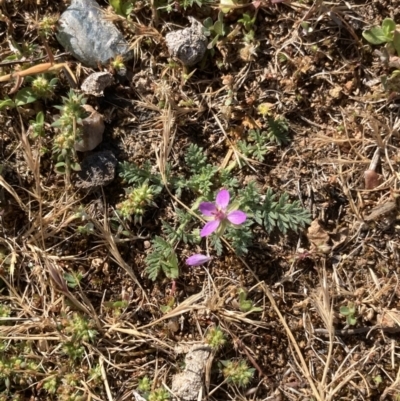 Erodium cicutarium (Common Storksbill, Common Crowfoot) at Campbell, ACT - 9 Oct 2023 by macolless