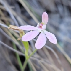 Caladenia carnea (Pink Fingers) at Stromlo, ACT - 11 Oct 2023 by AaronClausen