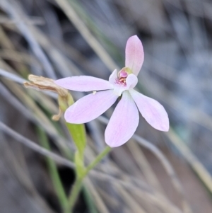 Caladenia carnea at Stromlo, ACT - 11 Oct 2023