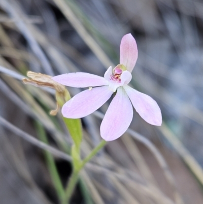 Caladenia carnea (Pink Fingers) at Stromlo, ACT - 11 Oct 2023 by AaronClausen