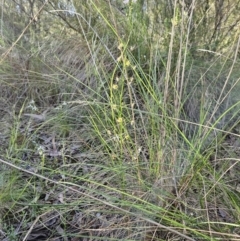 Drosera auriculata (Tall Sundew) at Stromlo, ACT - 11 Oct 2023 by AaronClausen