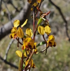 Diuris semilunulata (Late Leopard Orchid) at Stromlo, ACT - 11 Oct 2023 by AaronClausen