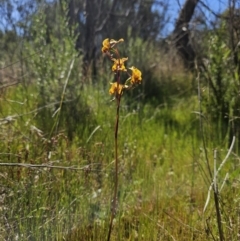 Diuris semilunulata at Stromlo, ACT - 11 Oct 2023