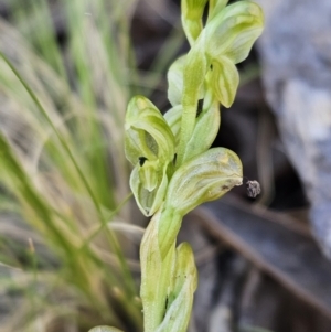 Hymenochilus cycnocephalus at Stromlo, ACT - 11 Oct 2023