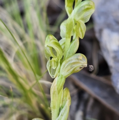 Hymenochilus cycnocephalus (Swan greenhood) at Stromlo, ACT - 11 Oct 2023 by AaronClausen