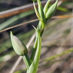 Calochilus sp. (A Beard Orchid) at Stromlo, ACT - 11 Oct 2023 by AaronClausen