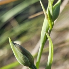 Calochilus sp. at Bluetts Block (402, 403, 12, 11) - suppressed