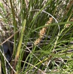 Carex appressa (Tall Sedge) at Wanniassa Hill - 11 Oct 2023 by JaneR