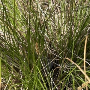 Carex appressa at Tuggeranong, ACT - 11 Oct 2023