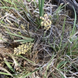 Lomandra multiflora at Ainslie, ACT - 10 Oct 2023 10:13 AM