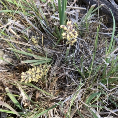 Lomandra multiflora (Many-flowered Matrush) at Ainslie, ACT - 9 Oct 2023 by macolless