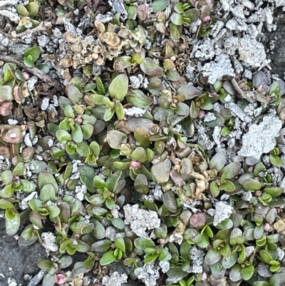 Elatine gratioloides (Waterwort) at Tuggeranong, ACT - 11 Oct 2023 by JaneR