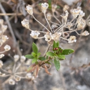 Pomax umbellata at Tuggeranong, ACT - 11 Oct 2023 11:48 AM