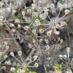 Pomax umbellata at Tuggeranong, ACT - 11 Oct 2023 11:48 AM