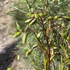 Stypandra glauca (Nodding Blue Lily) at Tuggeranong, ACT - 11 Oct 2023 by JaneR