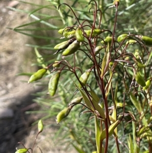 Stypandra glauca at Tuggeranong, ACT - 11 Oct 2023