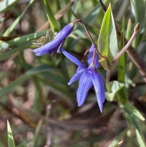 Stypandra glauca at Tuggeranong, ACT - 11 Oct 2023