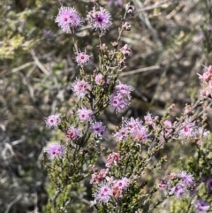 Kunzea parvifolia (Violet Kunzea) at Wanniassa Hill - 10 Oct 2023 by JaneR