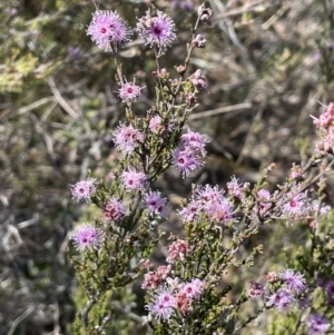 Kunzea parvifolia at Tuggeranong, ACT - 11 Oct 2023 10:26 AM